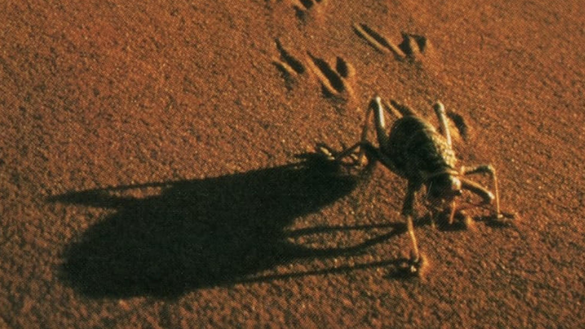 The Living Sands of Namib 1978 movie scene