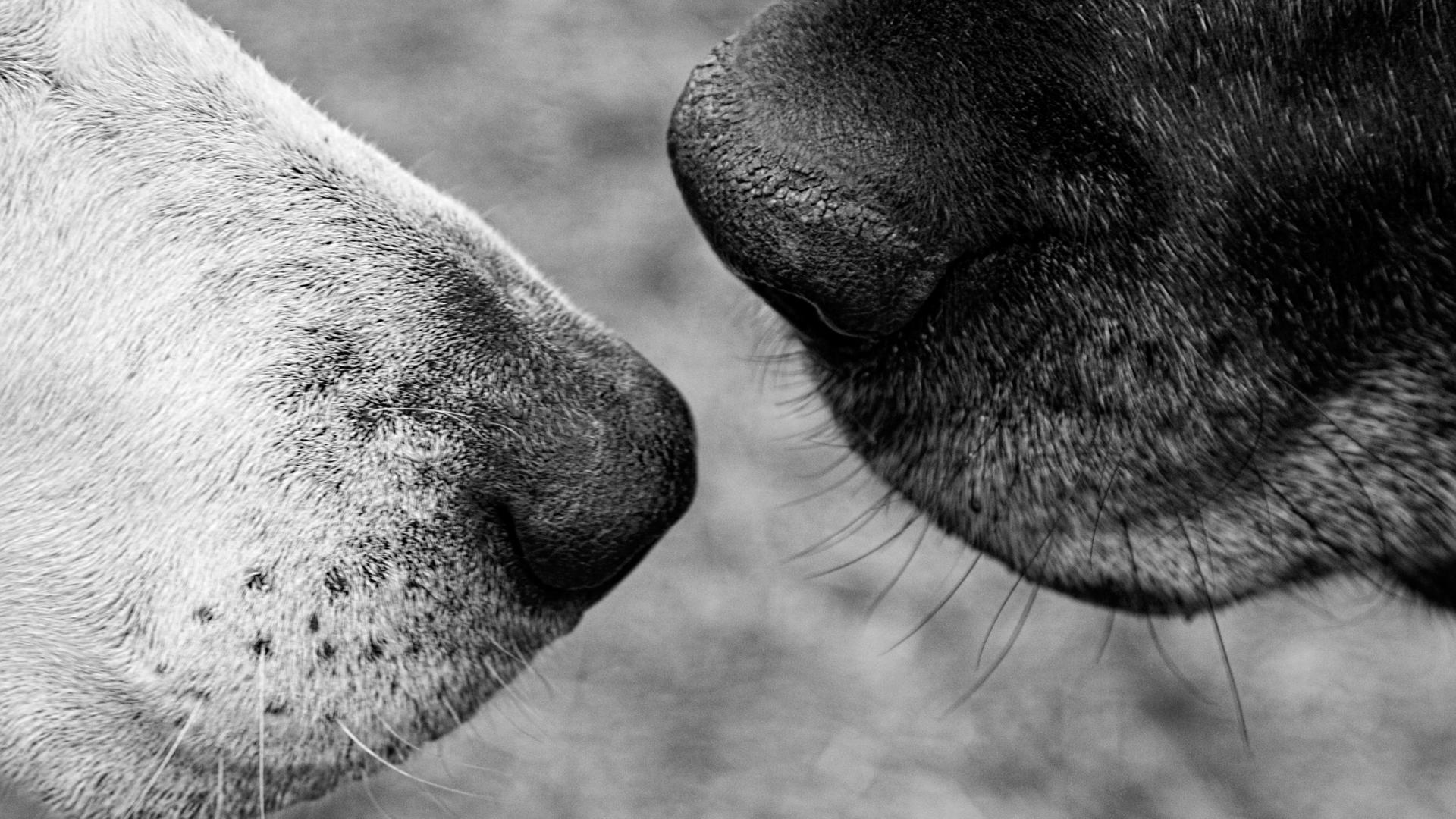 Old Friends: A Dogumentary 2022 movie scene