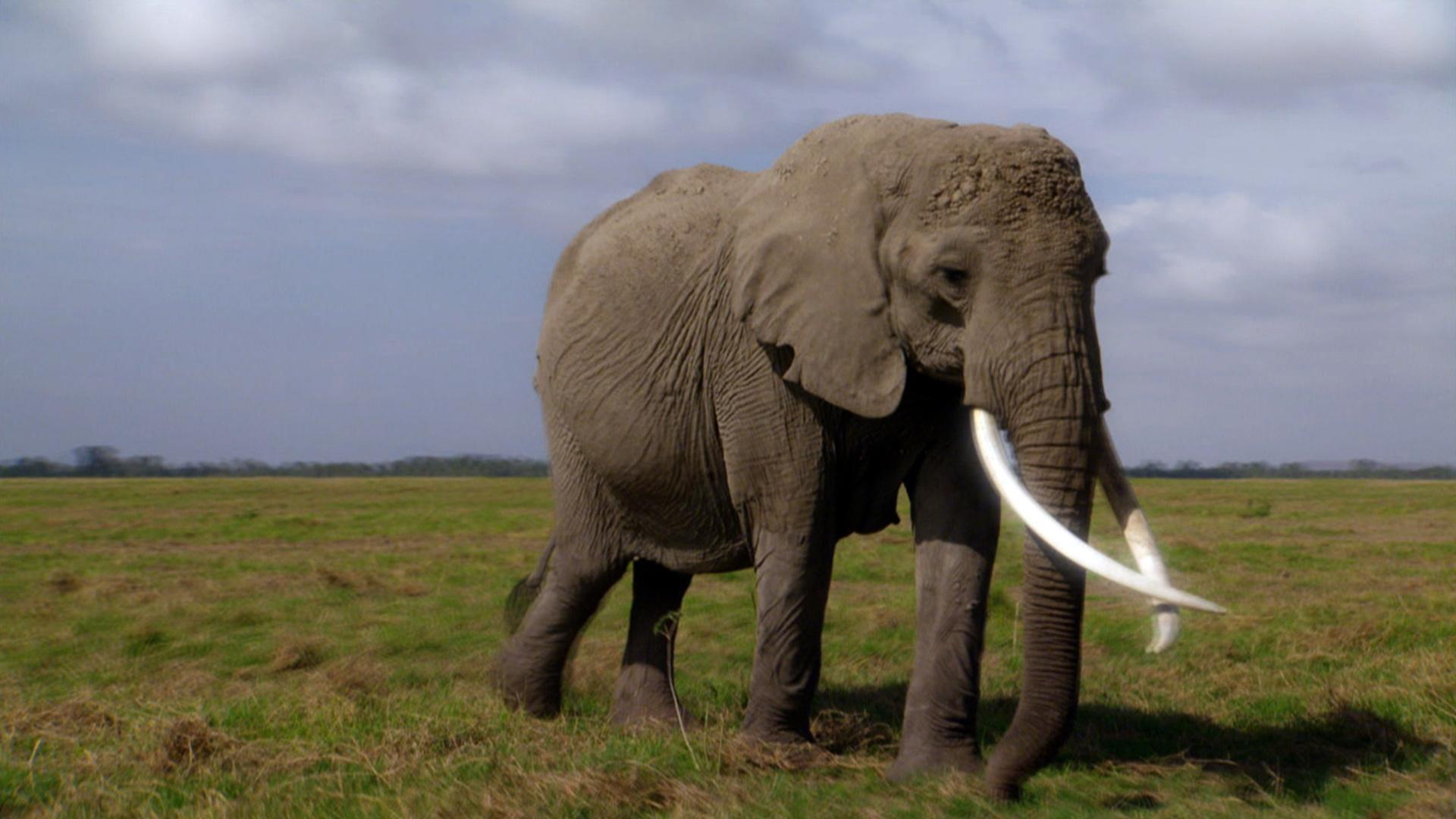 Echo: An Elephant to Remember 2010 movie scene