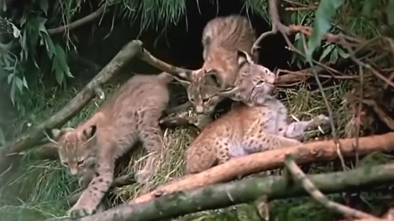 The Lynx Follows the Path 1982 movie scene