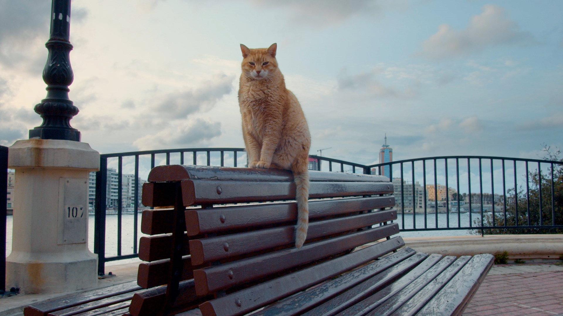 Cats of Malta 2022 movie scene