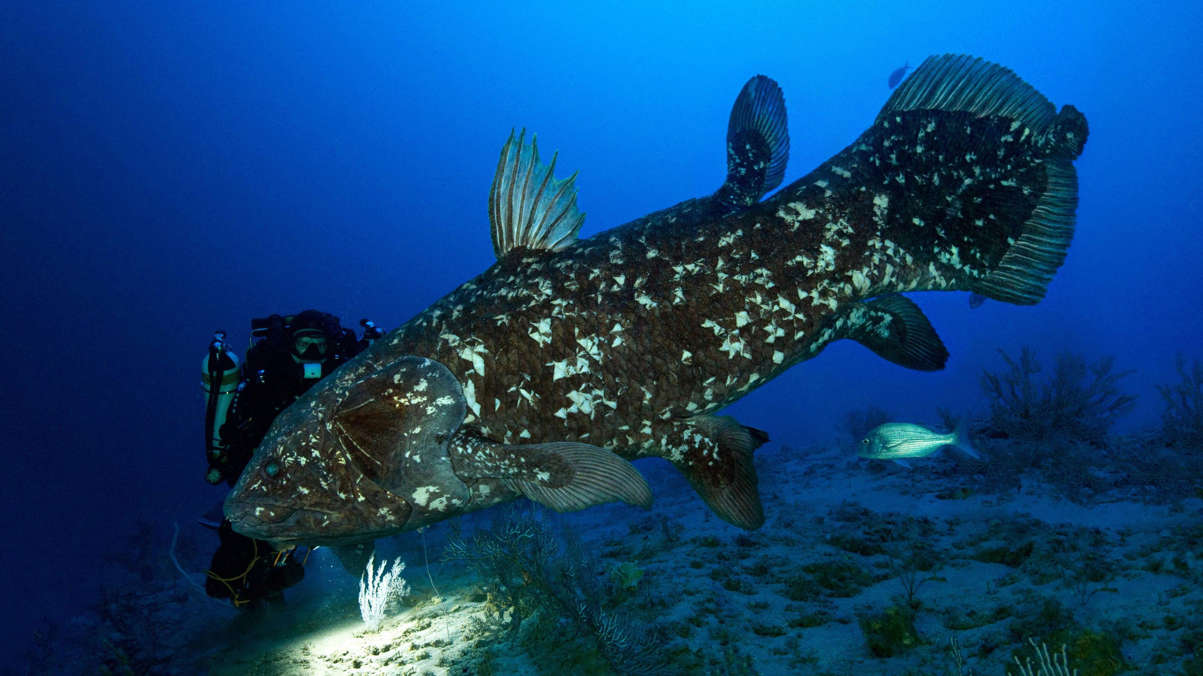 The Coelacanth, a dive into our origins 2013 movie scene