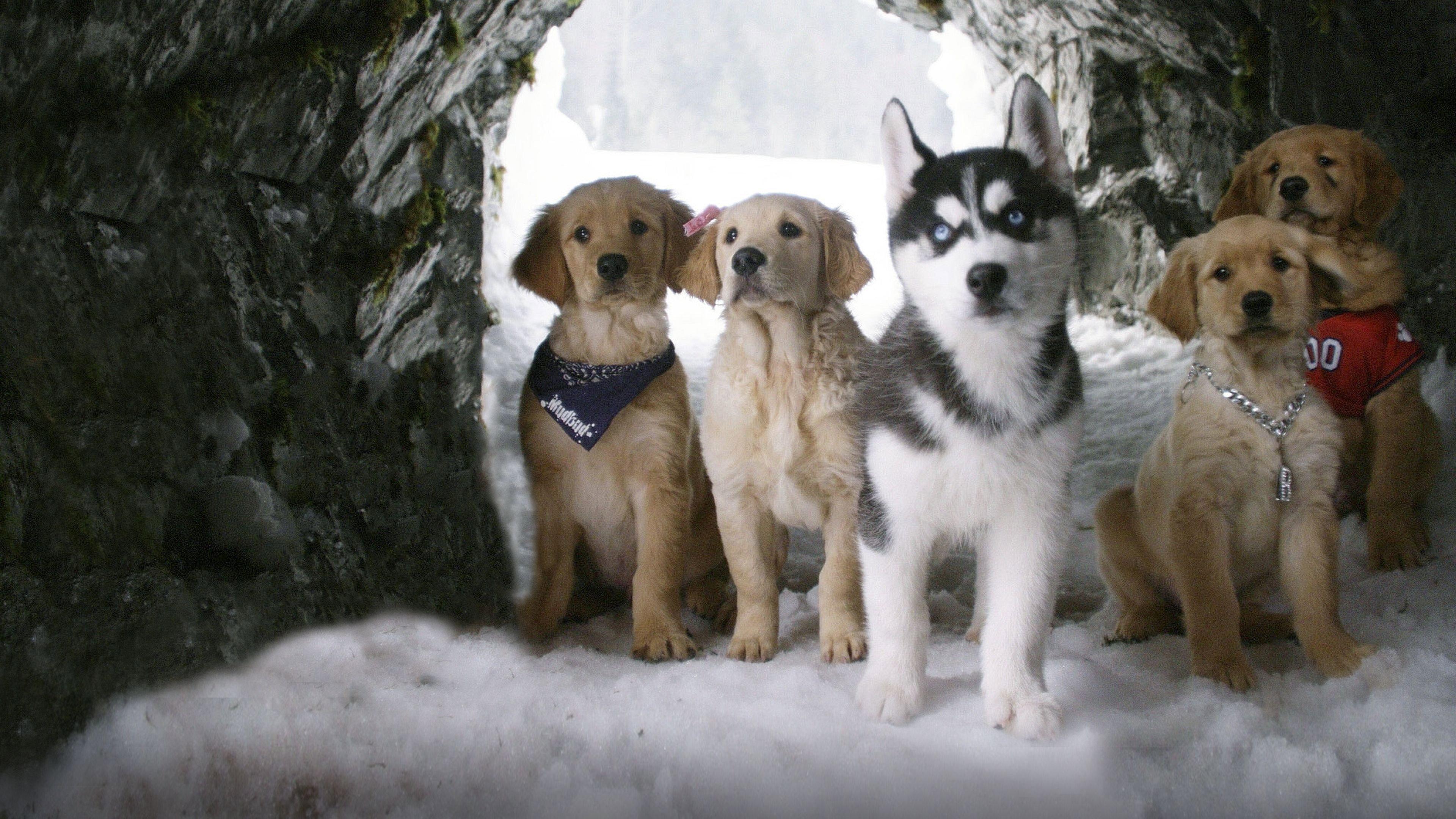 Snow Buddies 2008 movie scene