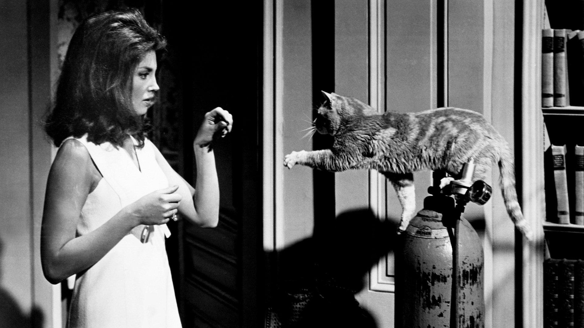 Eye of the Cat 1969 movie scene