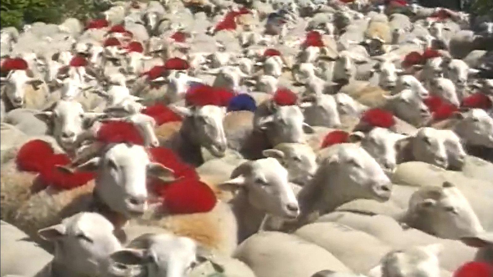 Shepherd and beyond 1994 movie scene