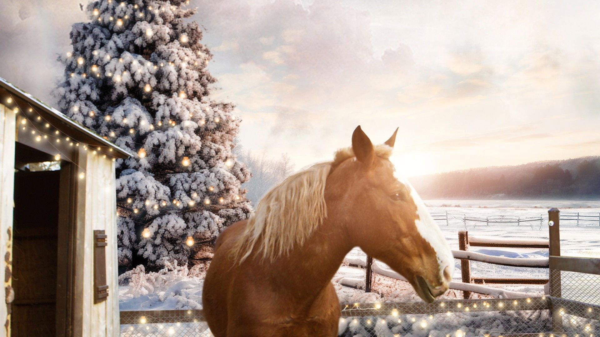 December Horses 2023 movie scene