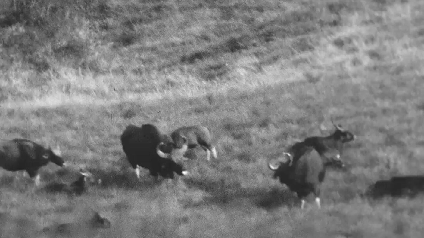 Horned Game - Wild 1934 movie scene
