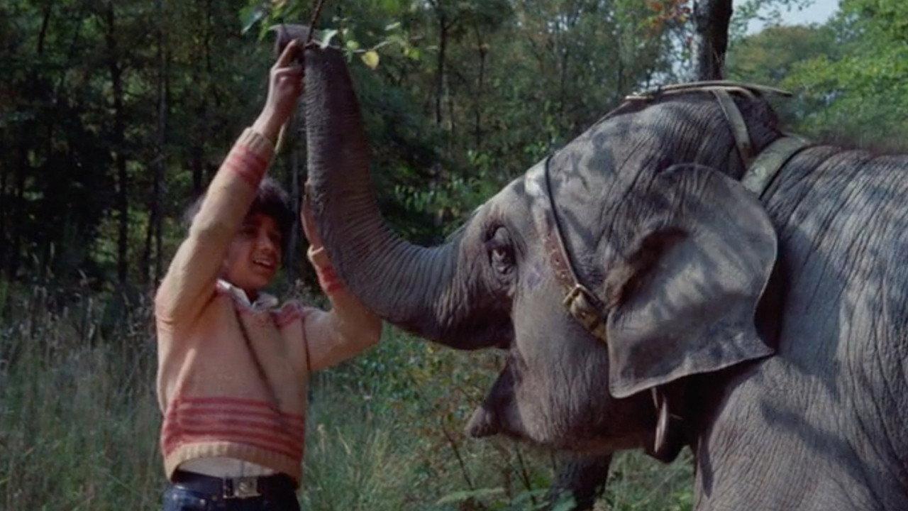 Anoop and the Elephant 1972 movie scene