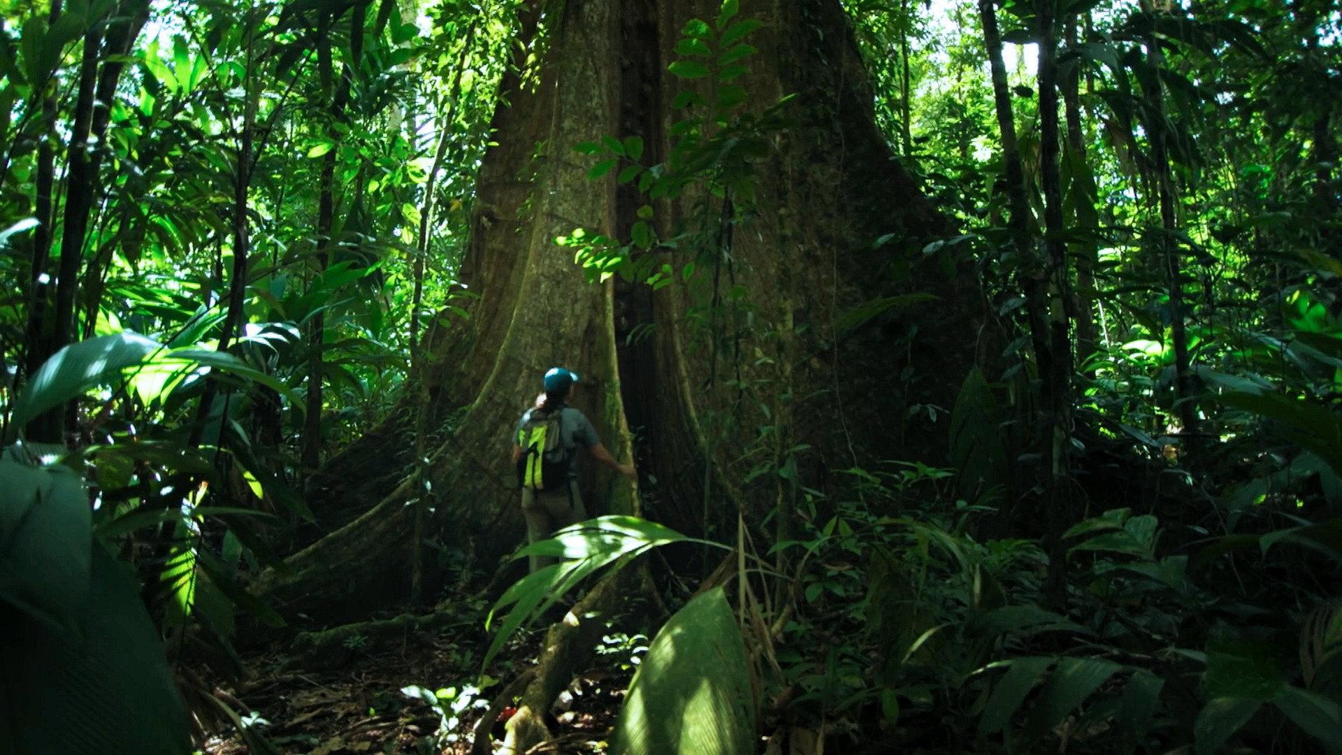 The Forest 2024 movie scene