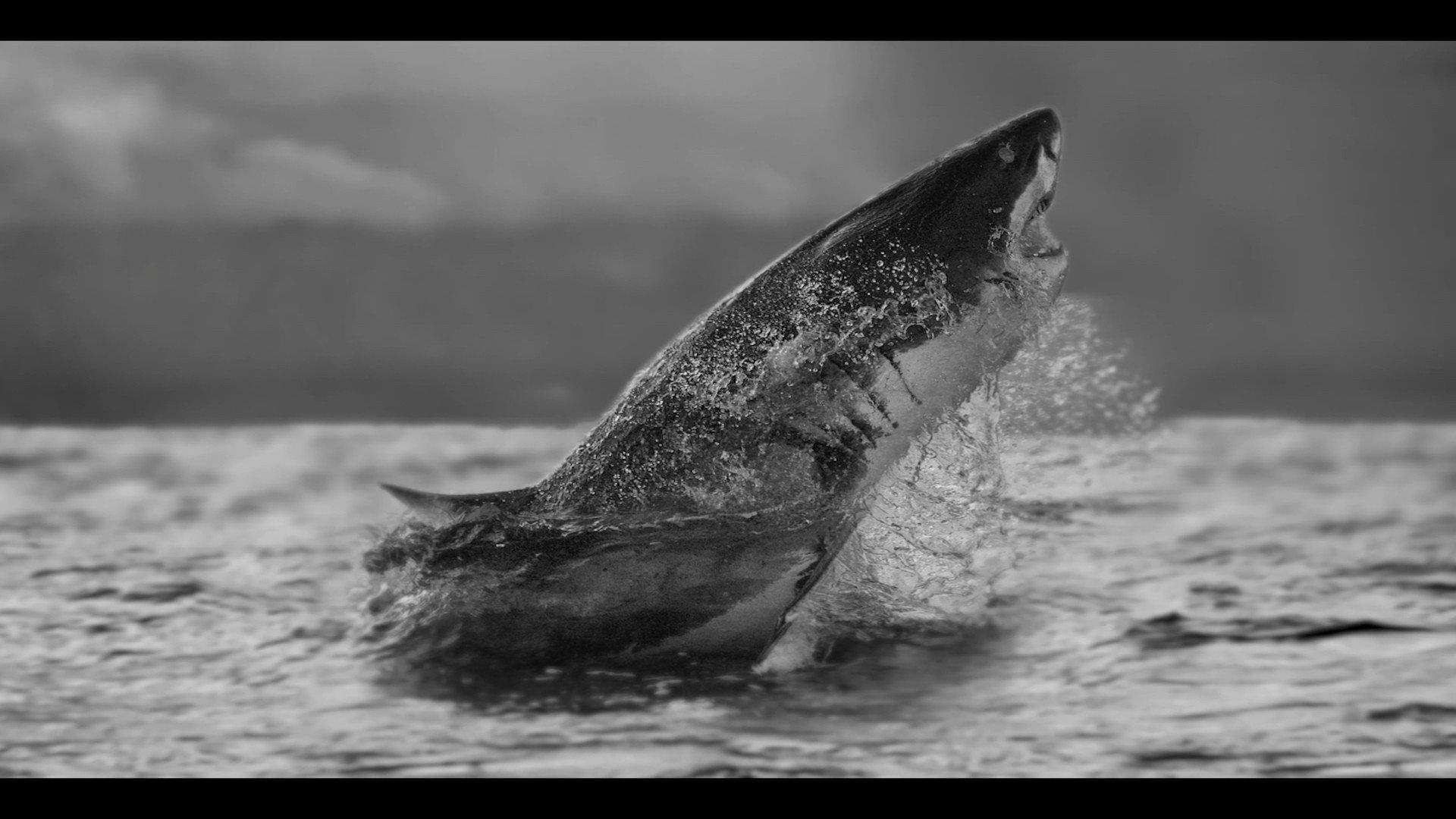Air Jaws Strikes Back movie scene