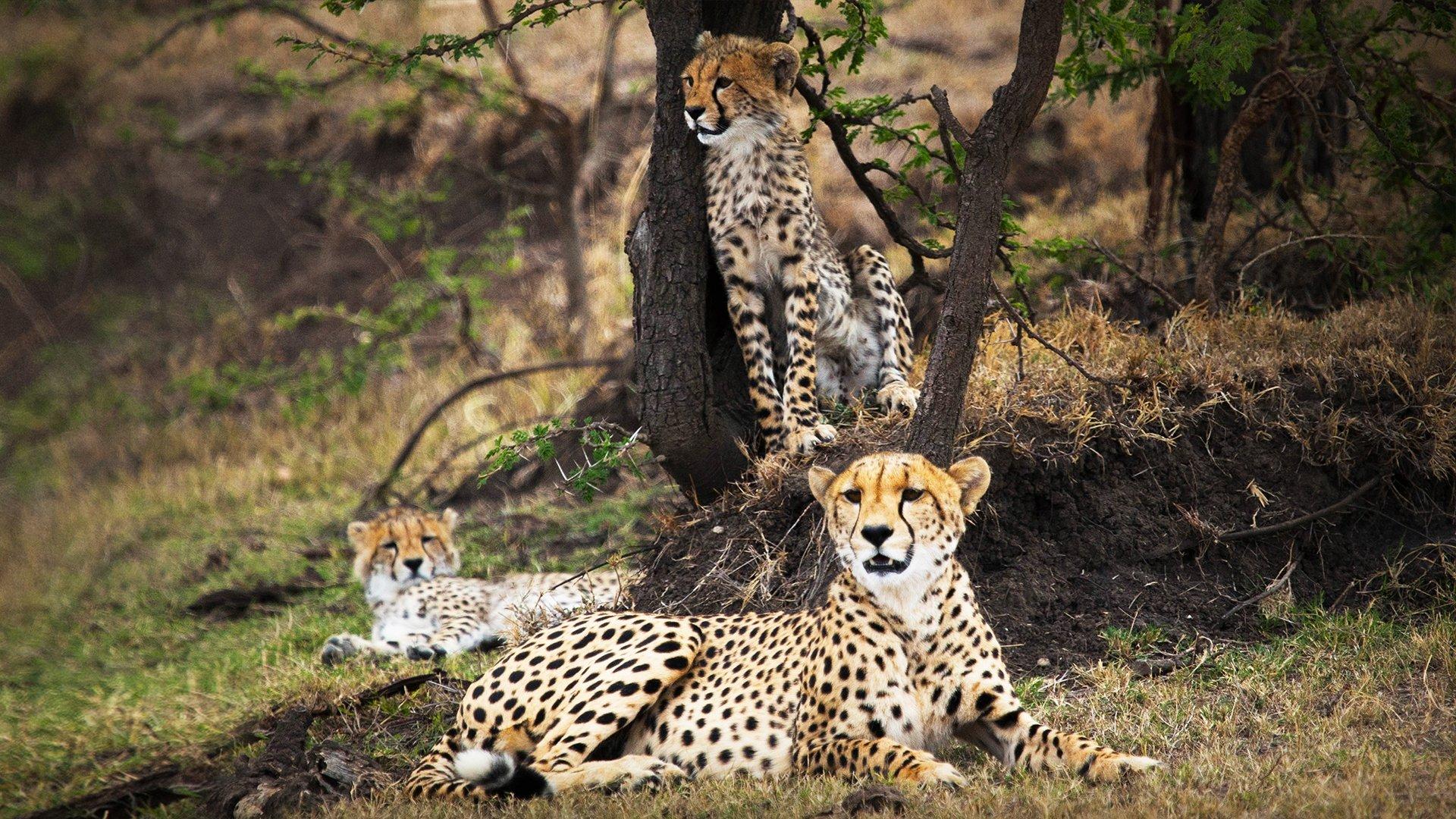 Man Among Cheetahs 2017 movie scene