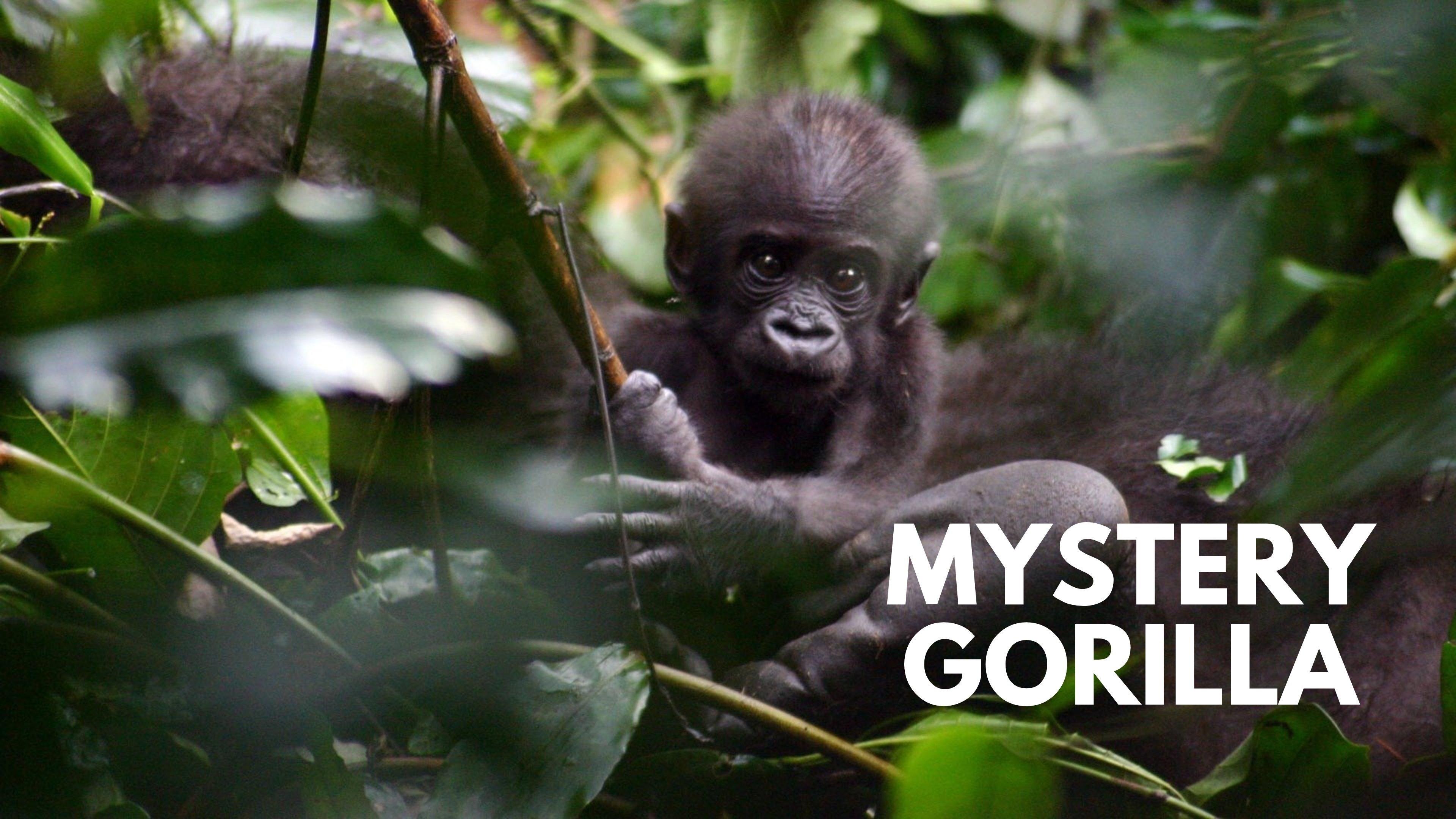 De mystiske gorillaer 2010 movie scene