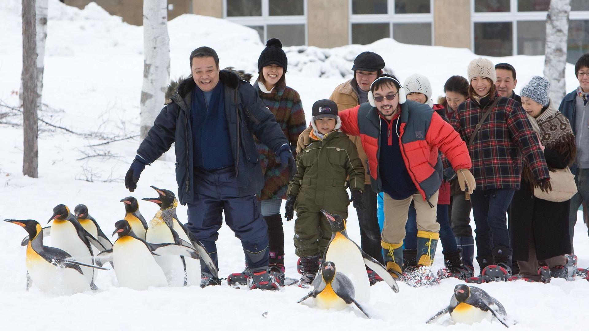 Asahiyama Zoo Story: Penguins in the Sky 2009 movie scene