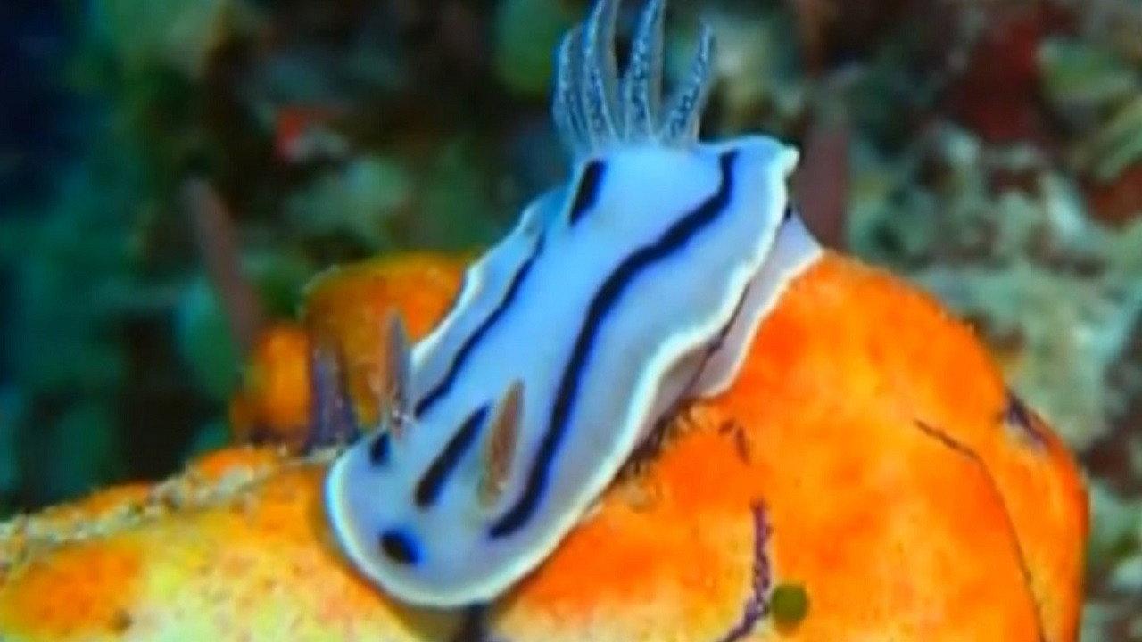 Underwater Impressions 2002 movie scene