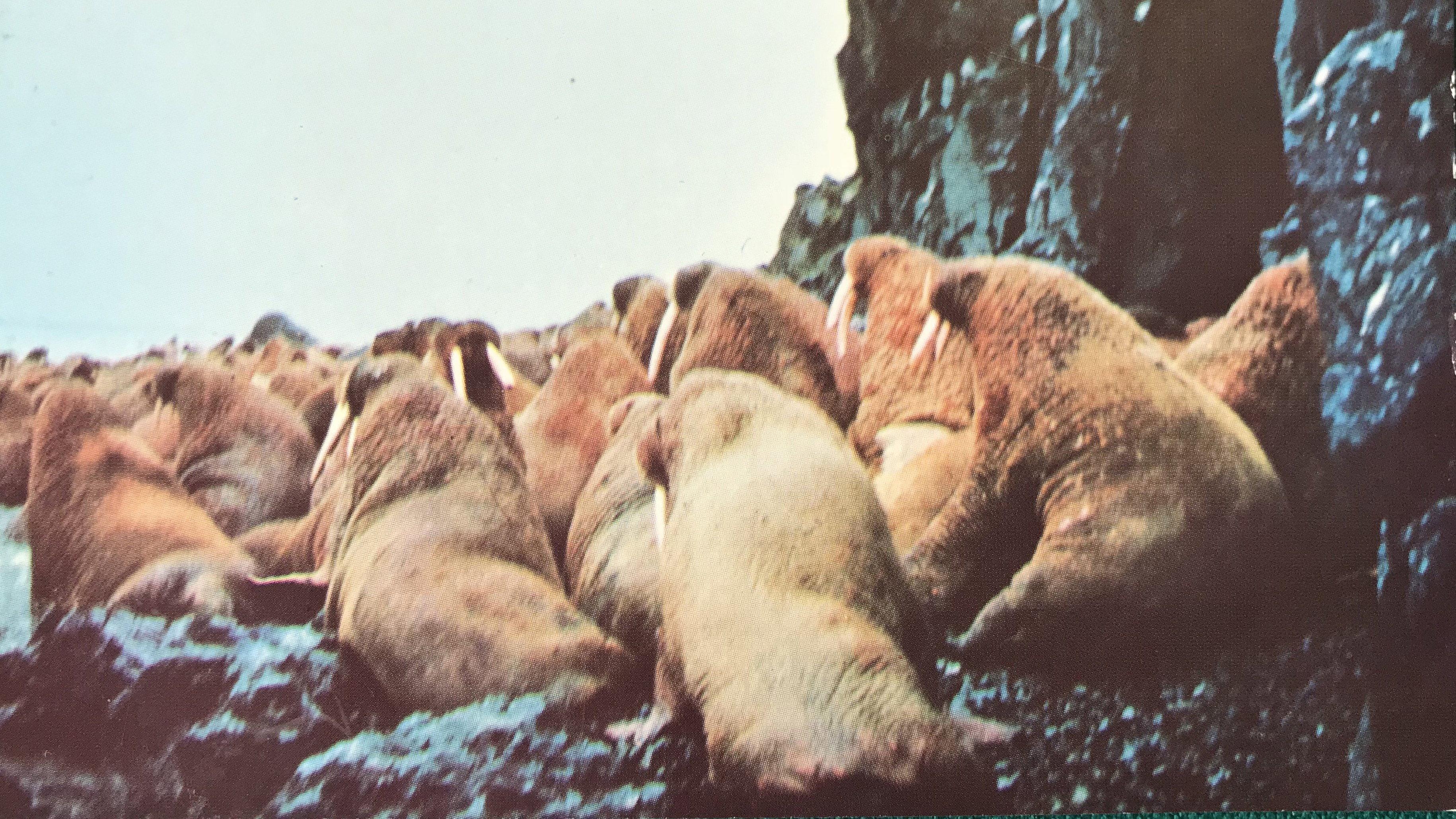 Snow Bear 1970 movie scene