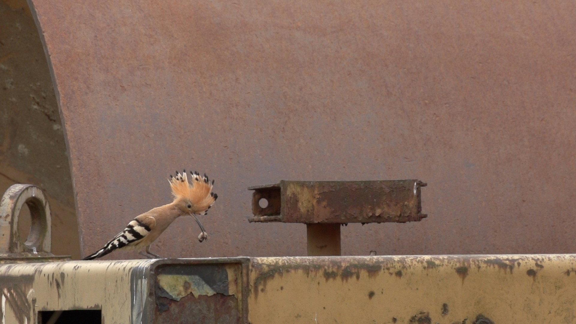 Forbidden Zone - Wildlife on the Battlefield 2017 movie scene