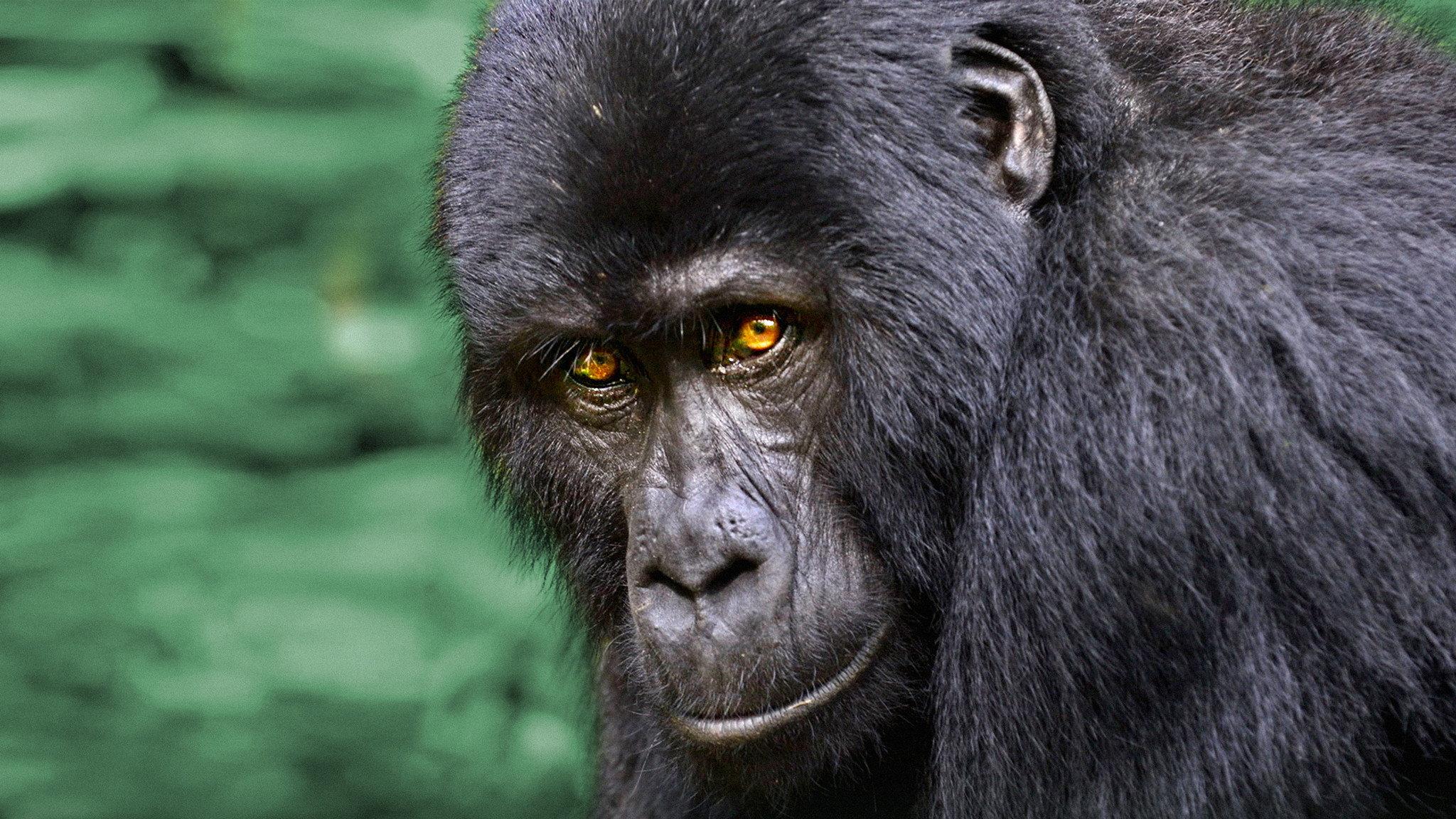 Wild Uganda 2018 movie scene