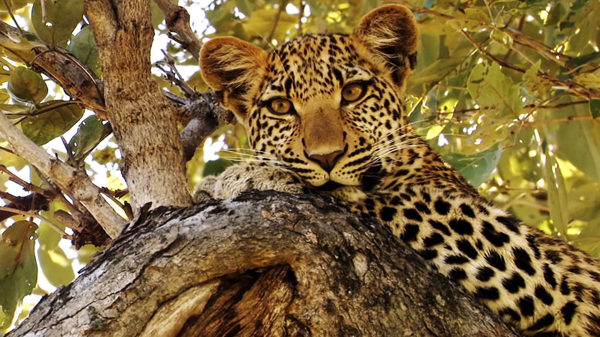 Eye of the Leopard 2006 movie scene