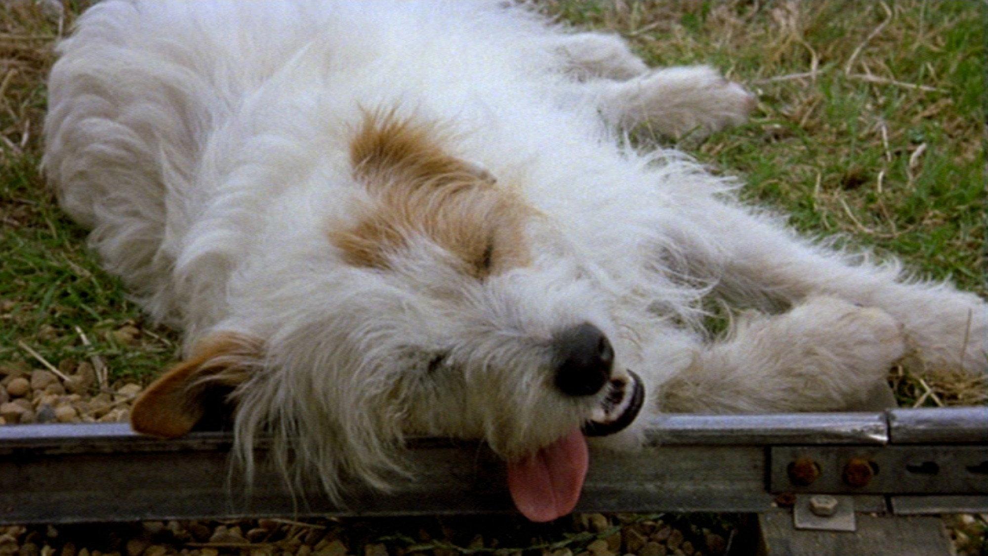 The Suicidal Dog 2000 movie scene