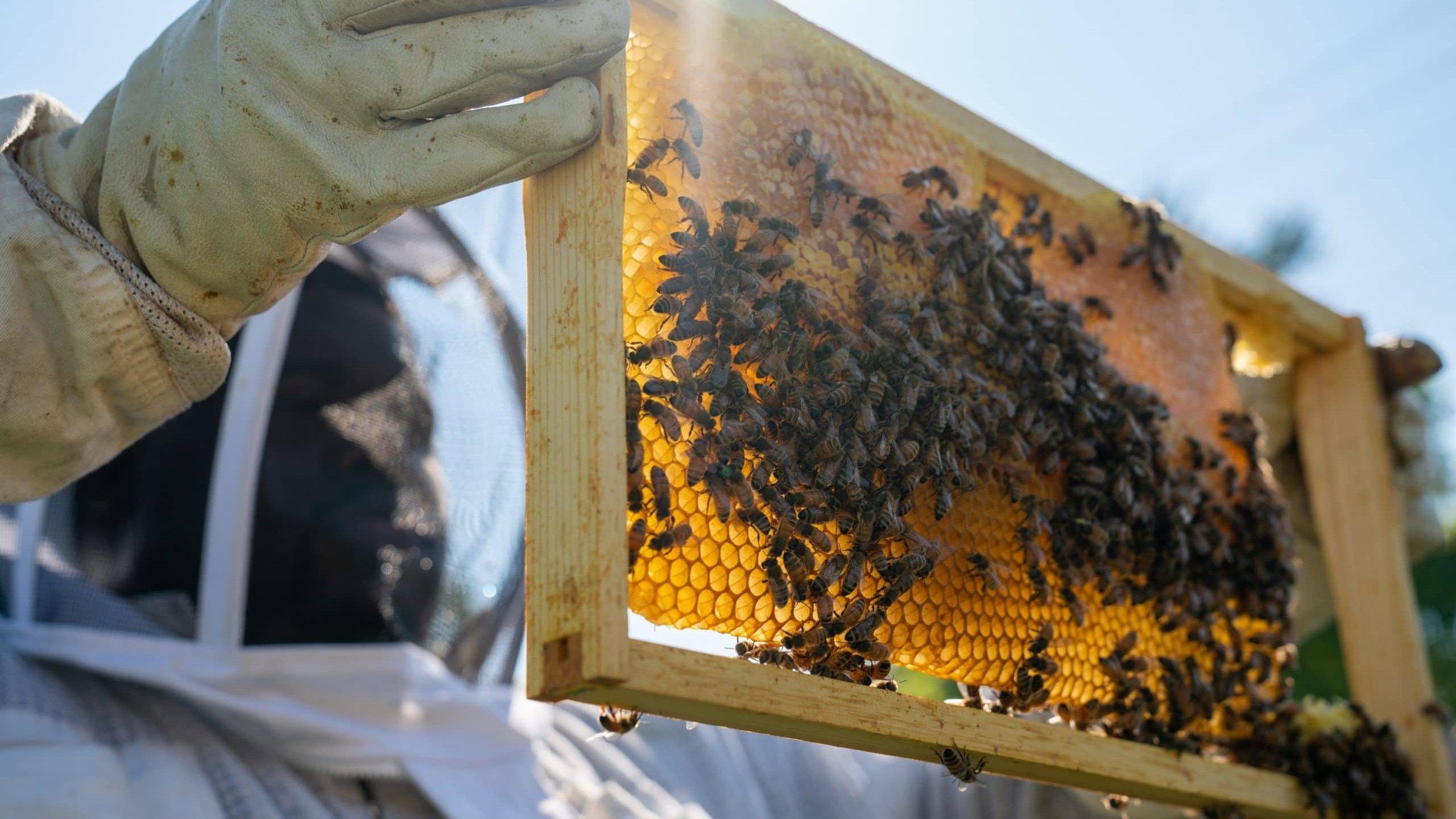 Detroit Hives 2019 movie scene