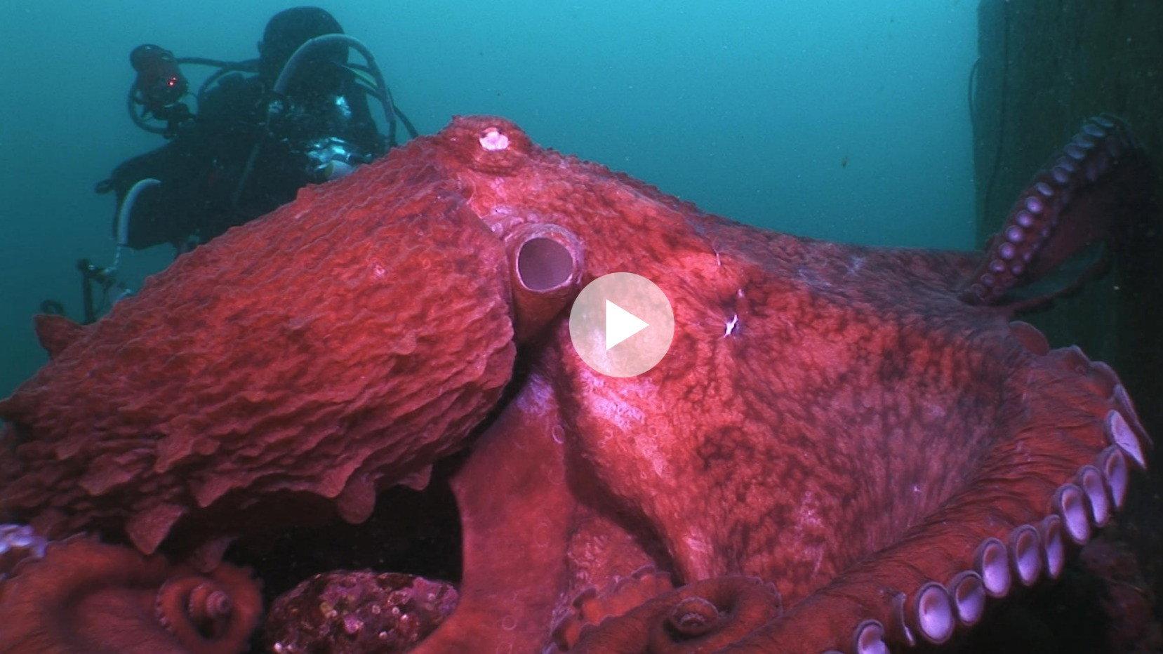 Animal Instincts - When Monsters Call - The Bizarre Water-World of Noto Peninsula, Japan  movie scene
