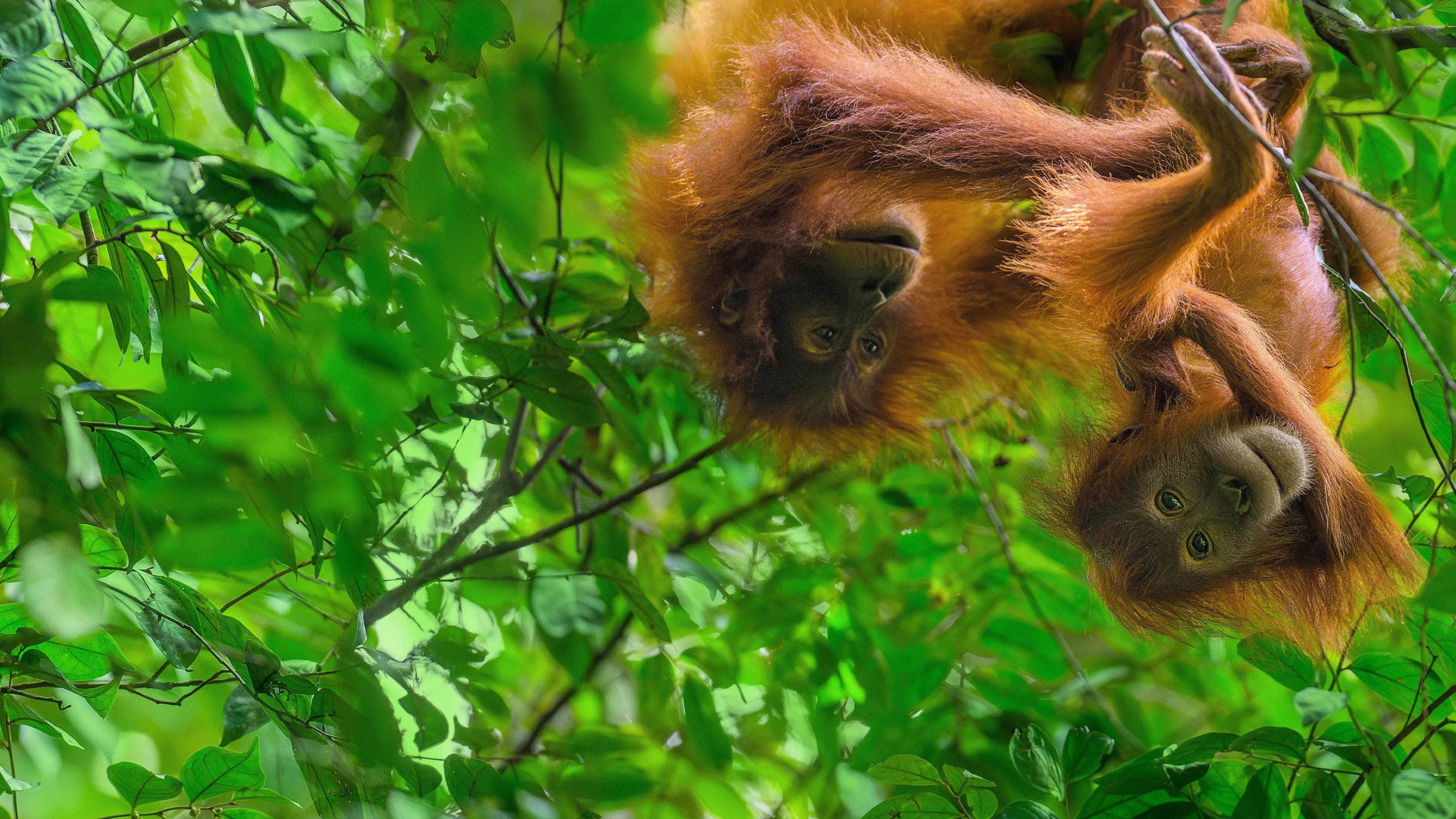 Orangutan 2026 movie scene
