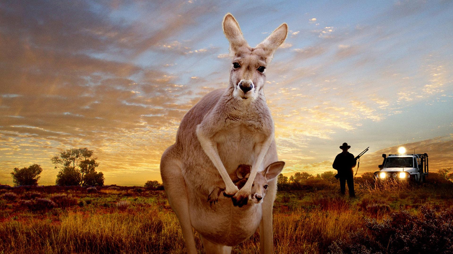Kangaroo: A Love-Hate Story 2018 movie scene