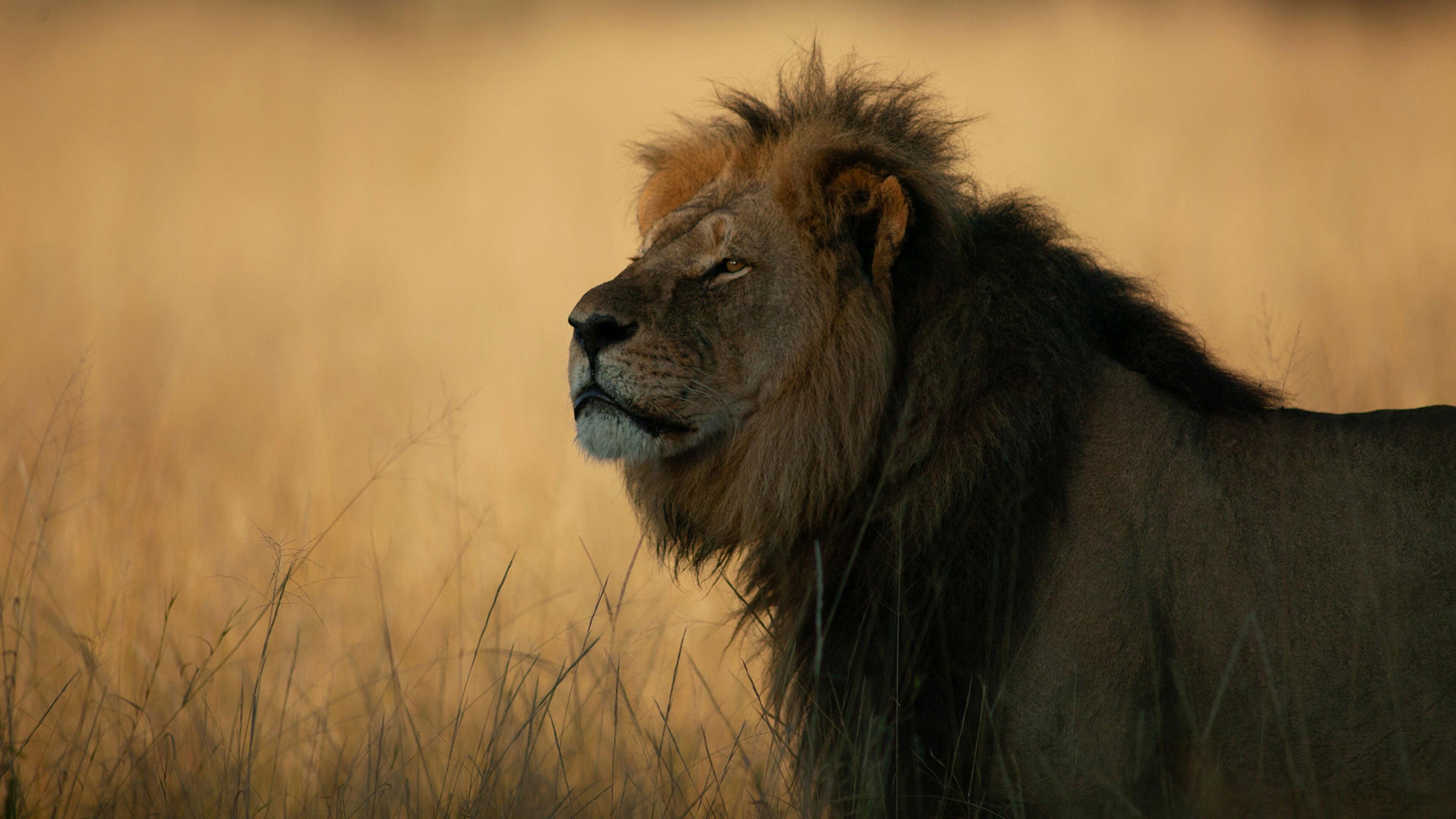 Cecil 2026 movie scene