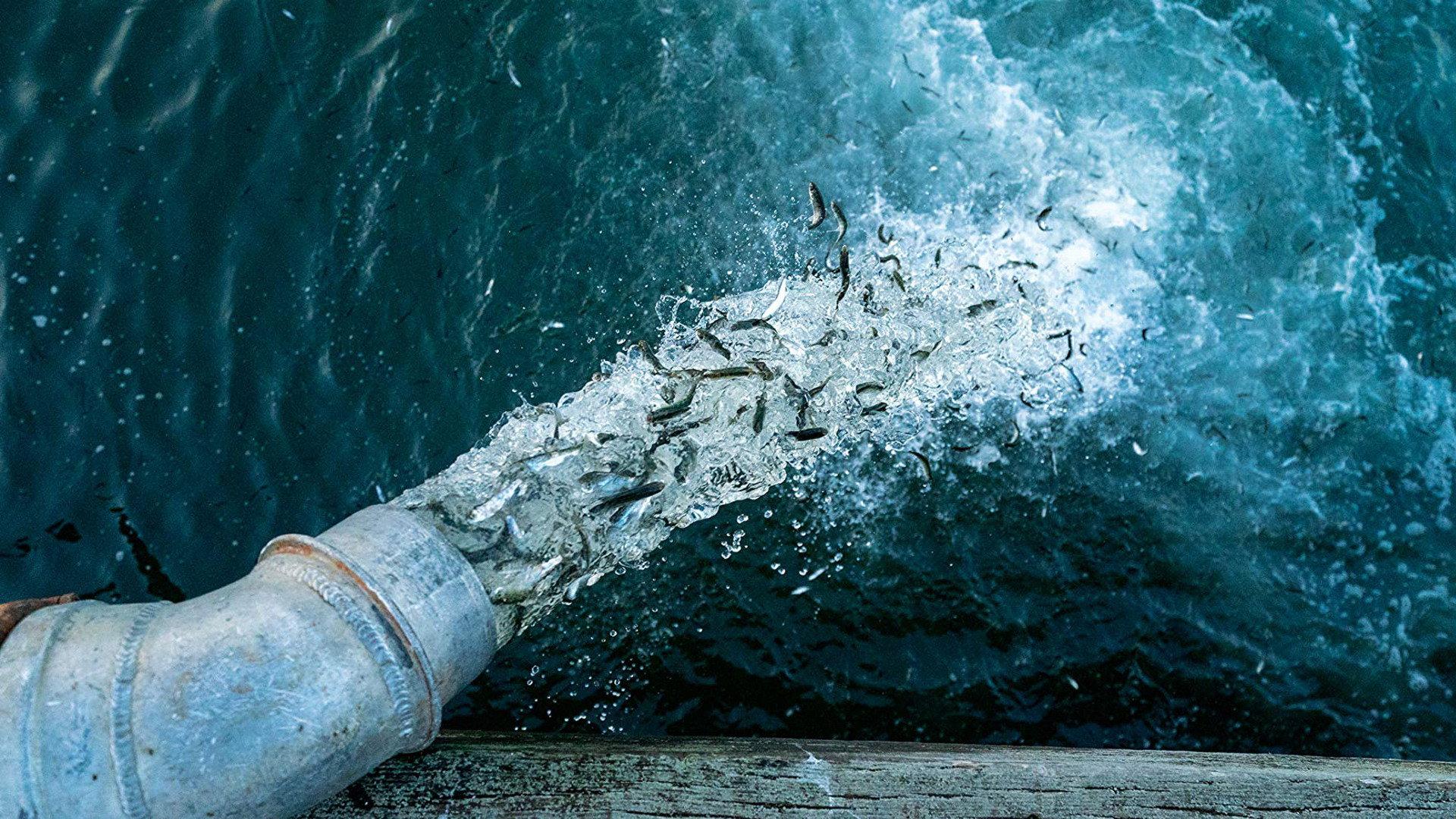 Artifishal 2019 movie scene