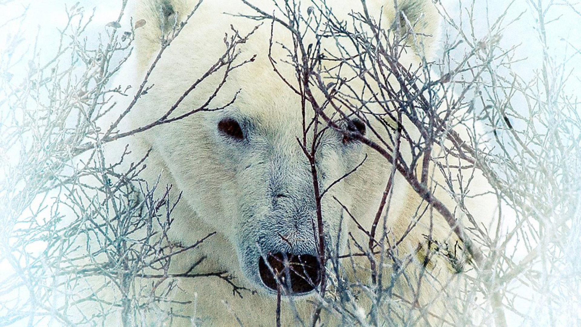 Where the Polar Bears Wait 2024 movie scene