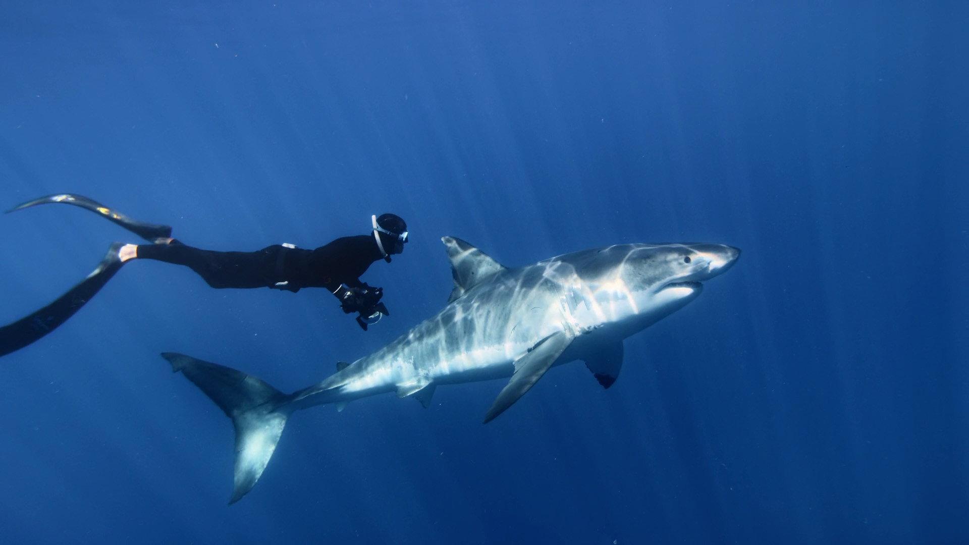 Great White Shark 2013 movie scene