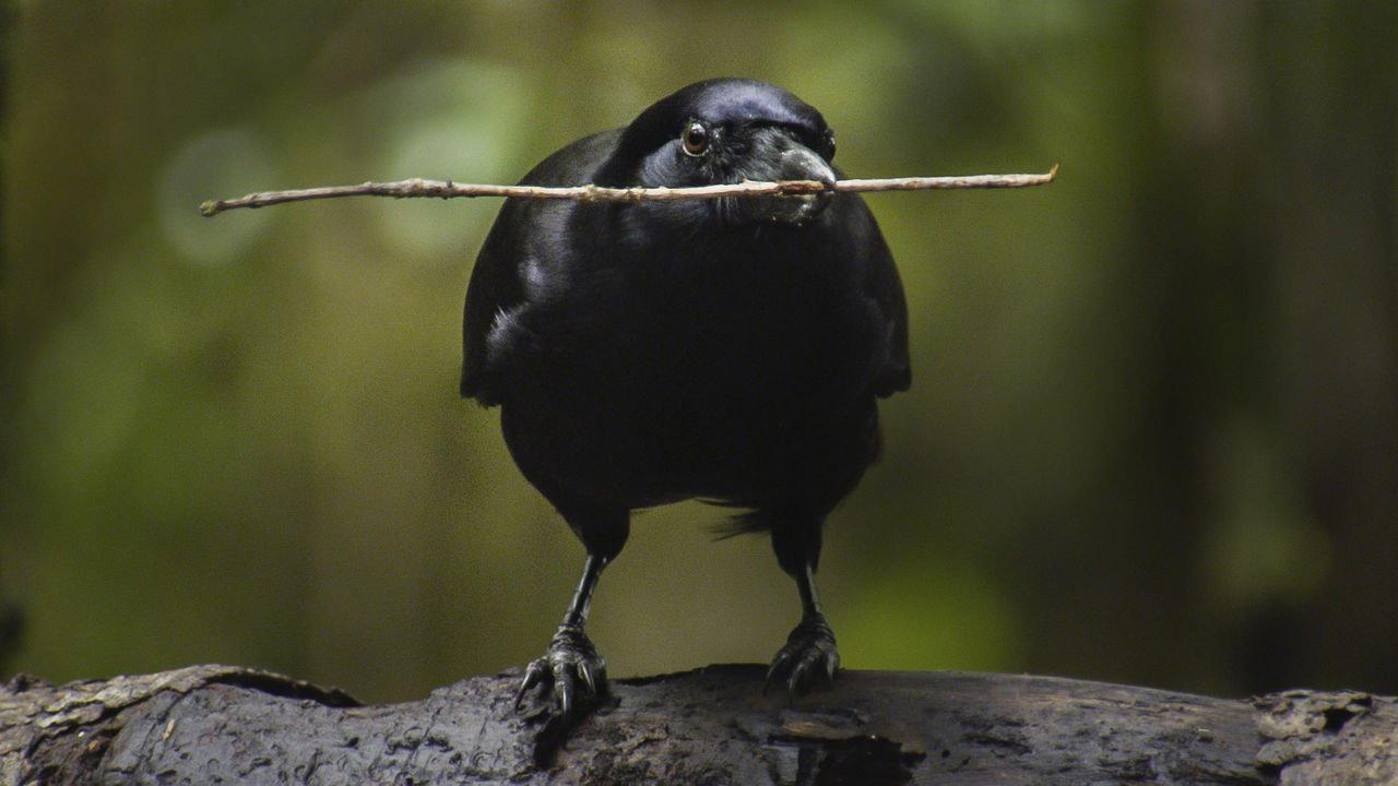 Beak & Brain - Genius Birds from Down Under 2013 movie scene