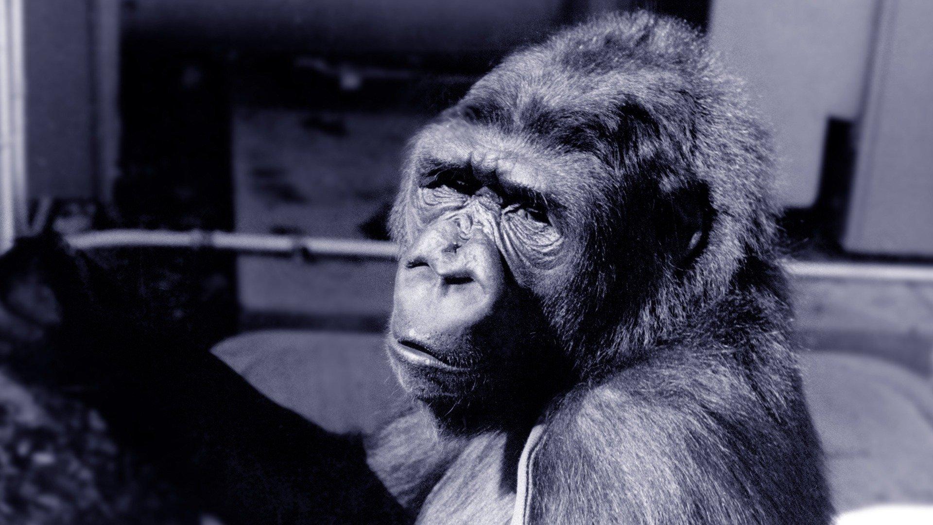 Koko: A Talking Gorilla 1978 movie scene