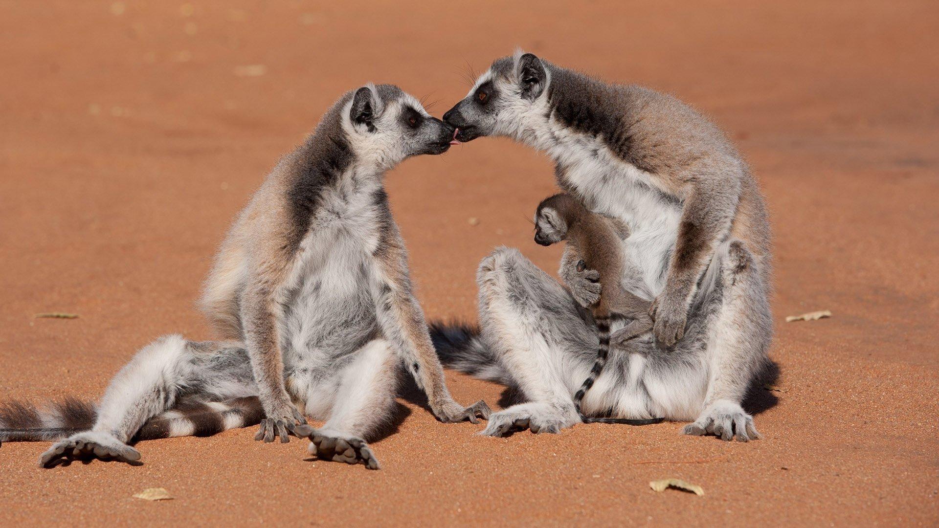 Island of Lemurs: Madagascar 2014 movie scene