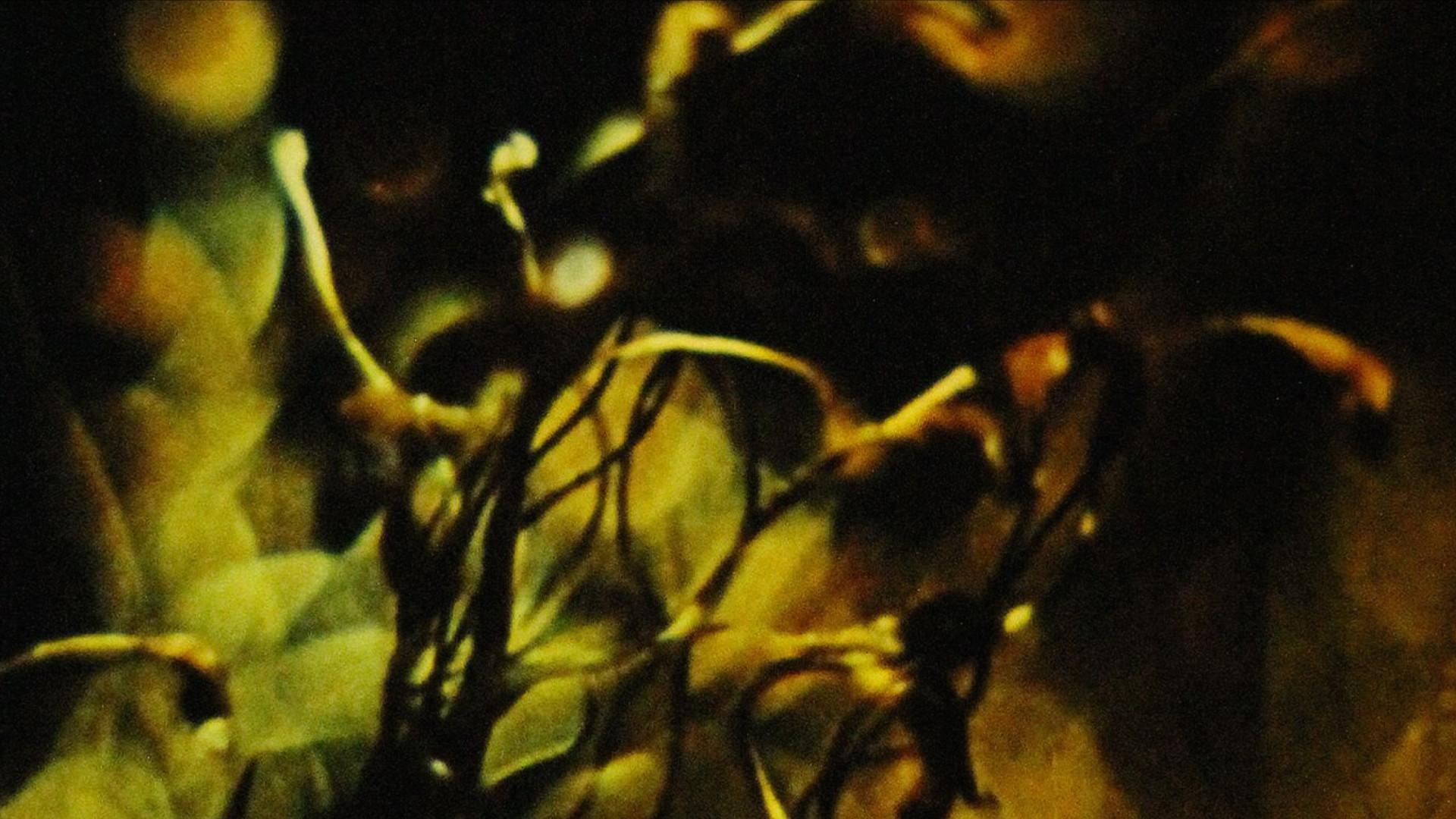 A Study in Natural Magic 2013 movie scene
