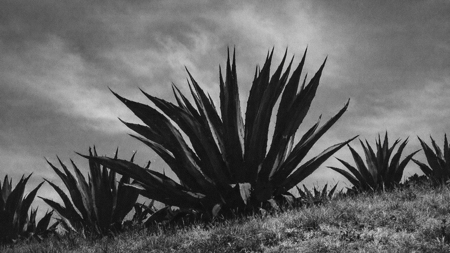 Magueyes 1962 movie scene