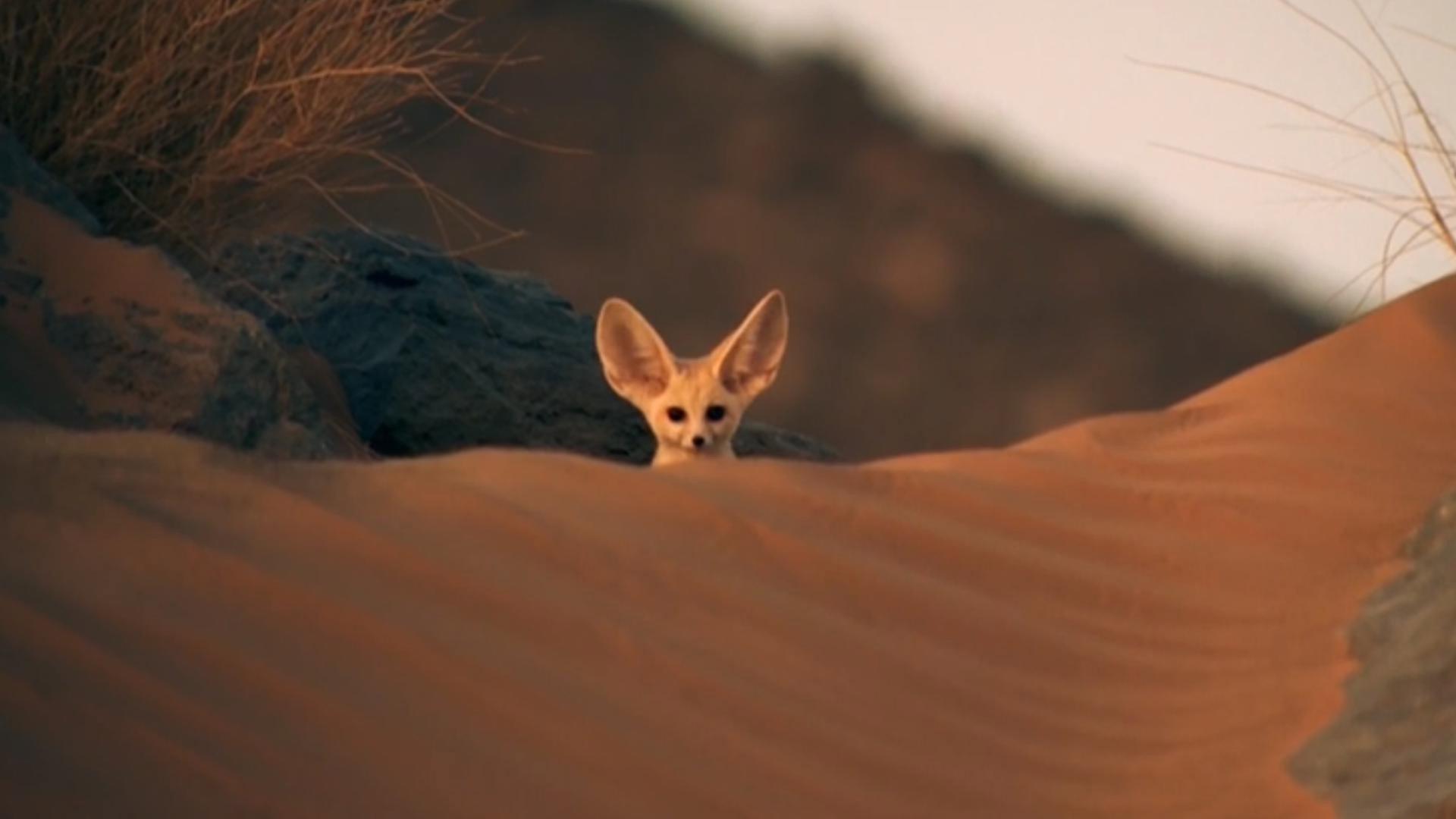 Super Cute Animals 2015 movie scene