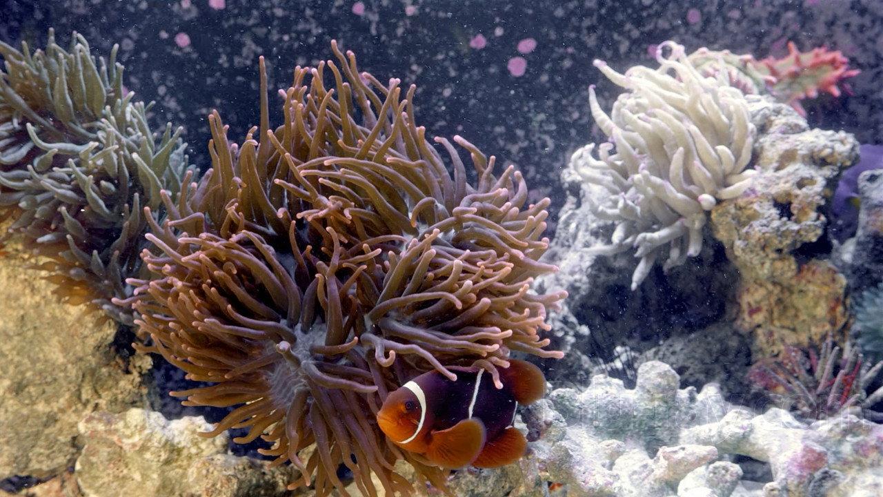 3D Aquarium 2011 movie scene