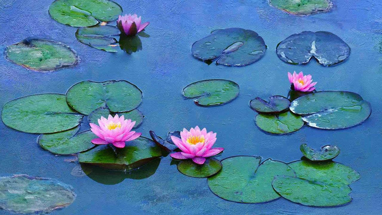Water Lilies by Monet 2018 movie scene