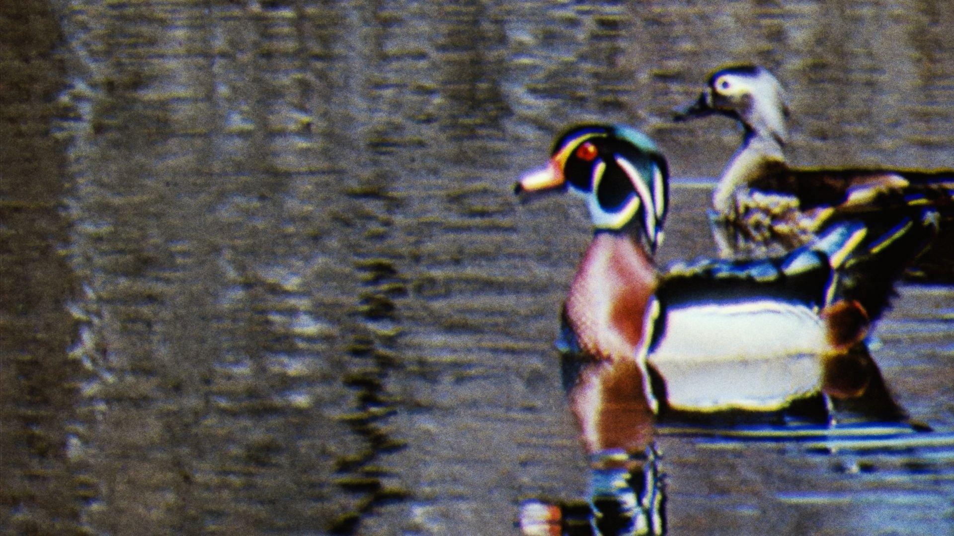 Water Birds 1952 movie scene