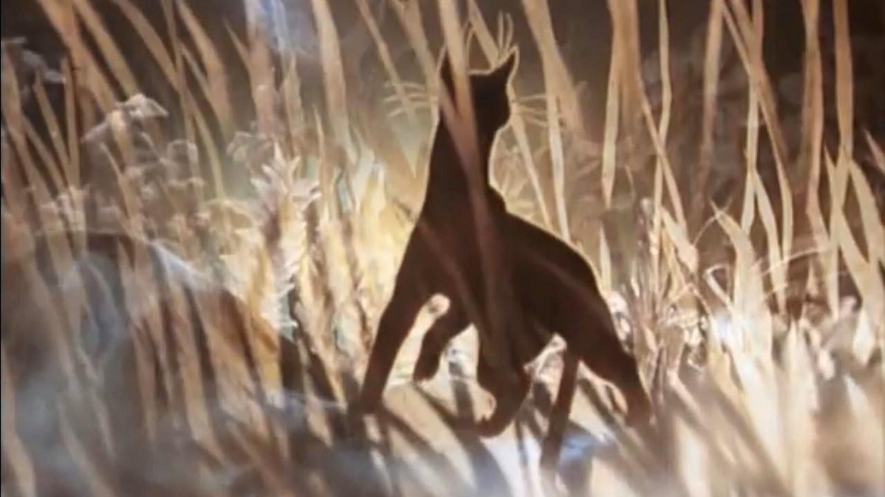The Cat Who Walked by Herself 1988 movie scene