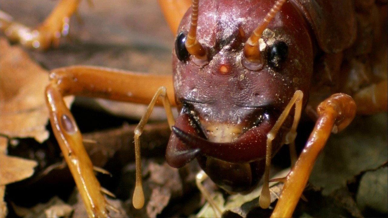 The World's Biggest and Baddest Bugs 2009 movie scene
