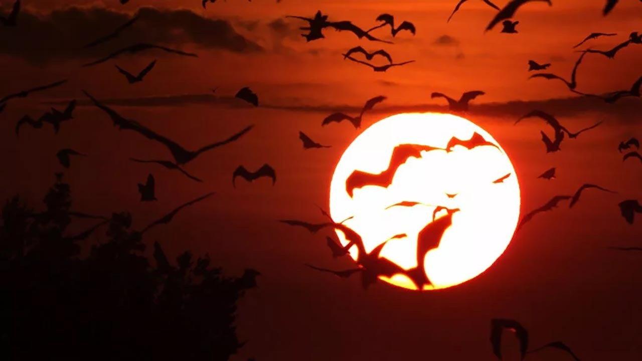 Incredible Bats 2019 movie scene
