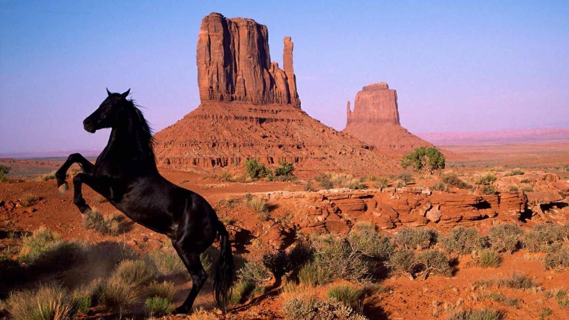 American Mustang 2013 movie scene