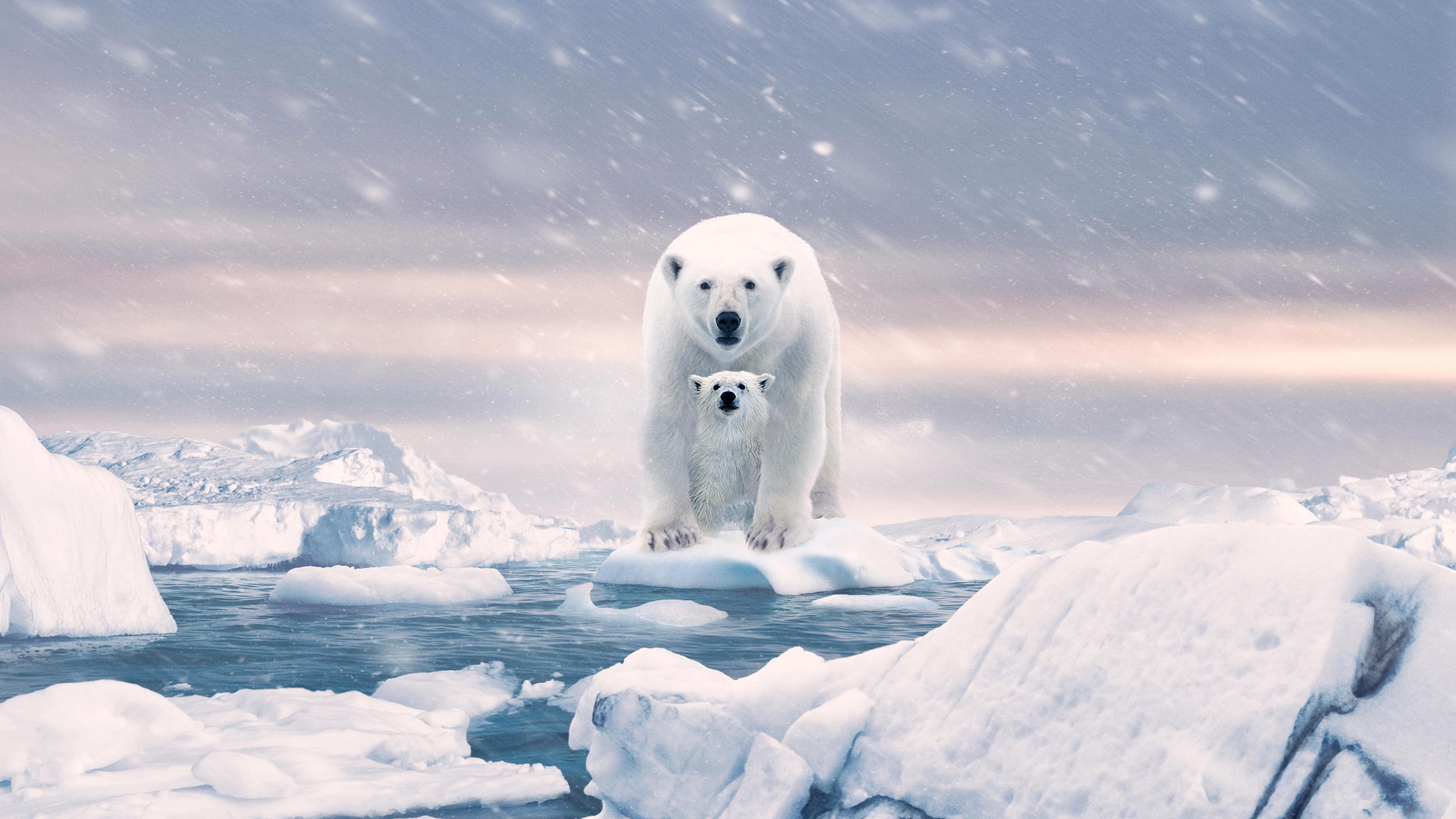 Polar Bear 2022 movie scene