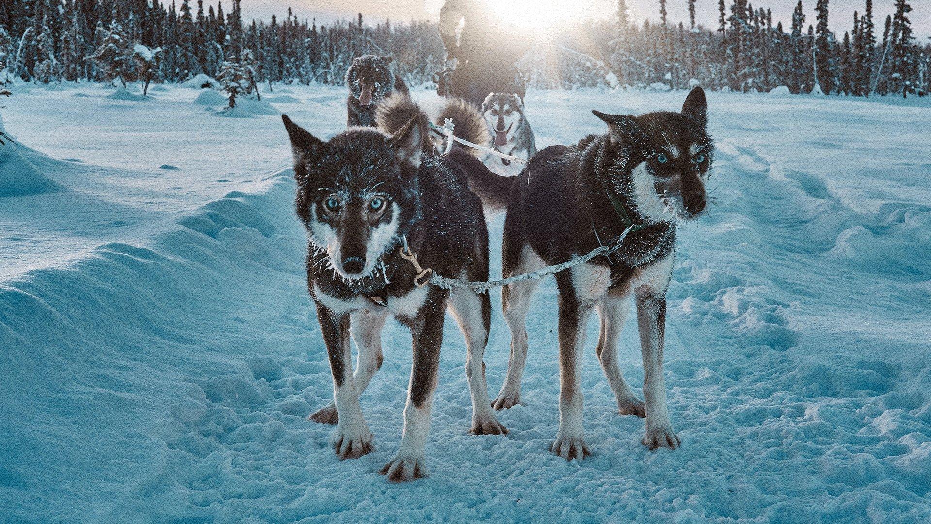 Snow Dogs: Into the Wild 2022 movie scene