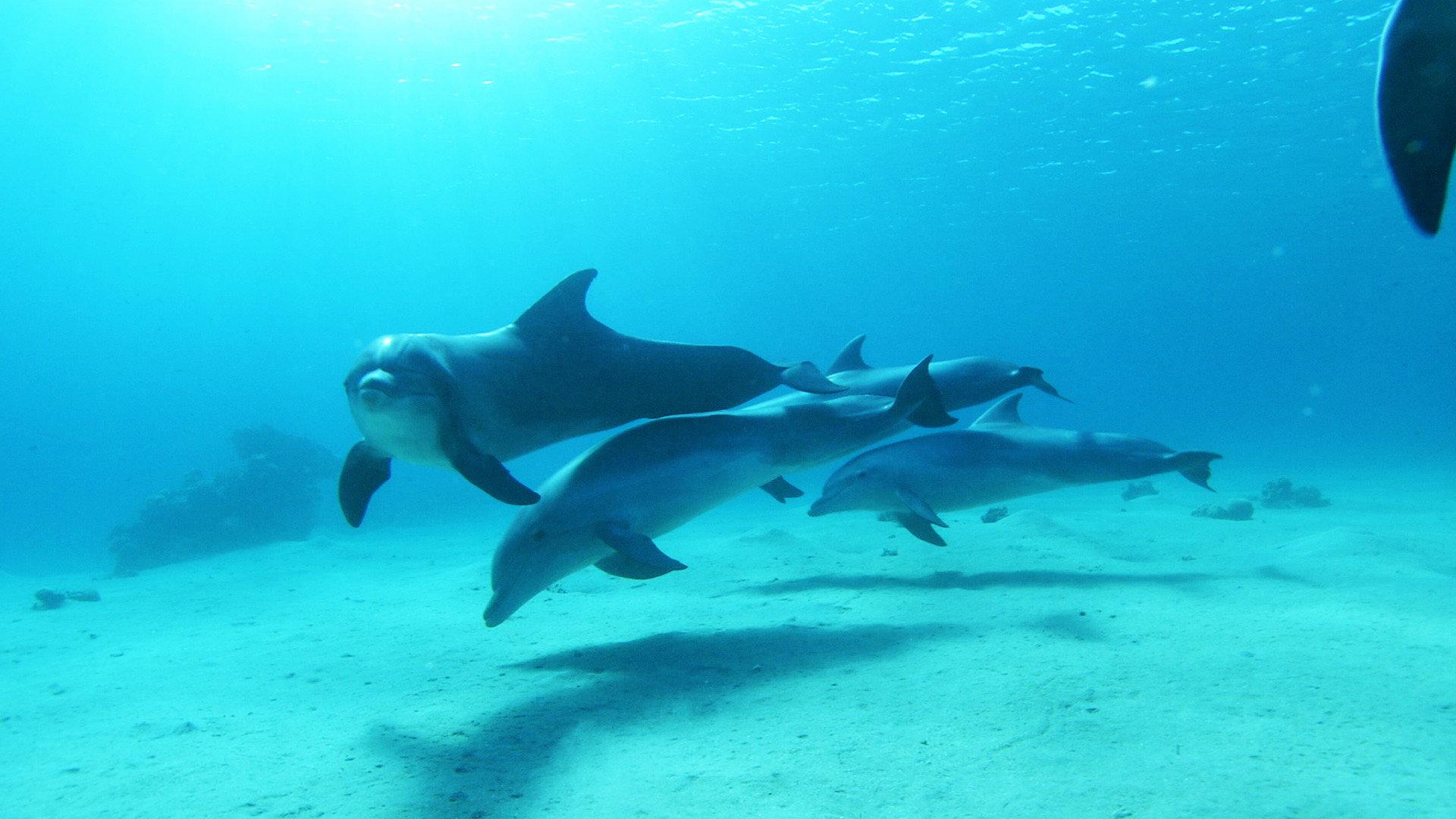 Dolphins in the Deep Blue Ocean 2009 movie scene