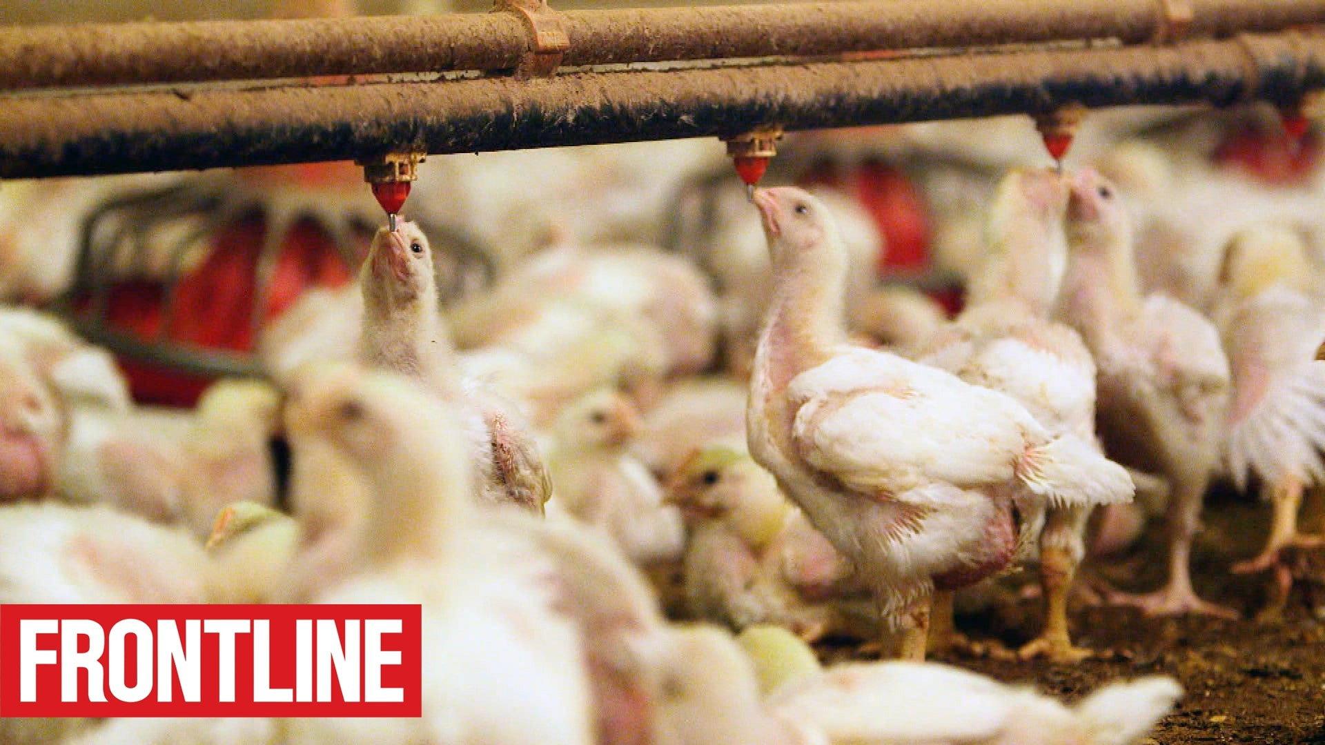 The Trouble with Antibiotics 2014 movie scene