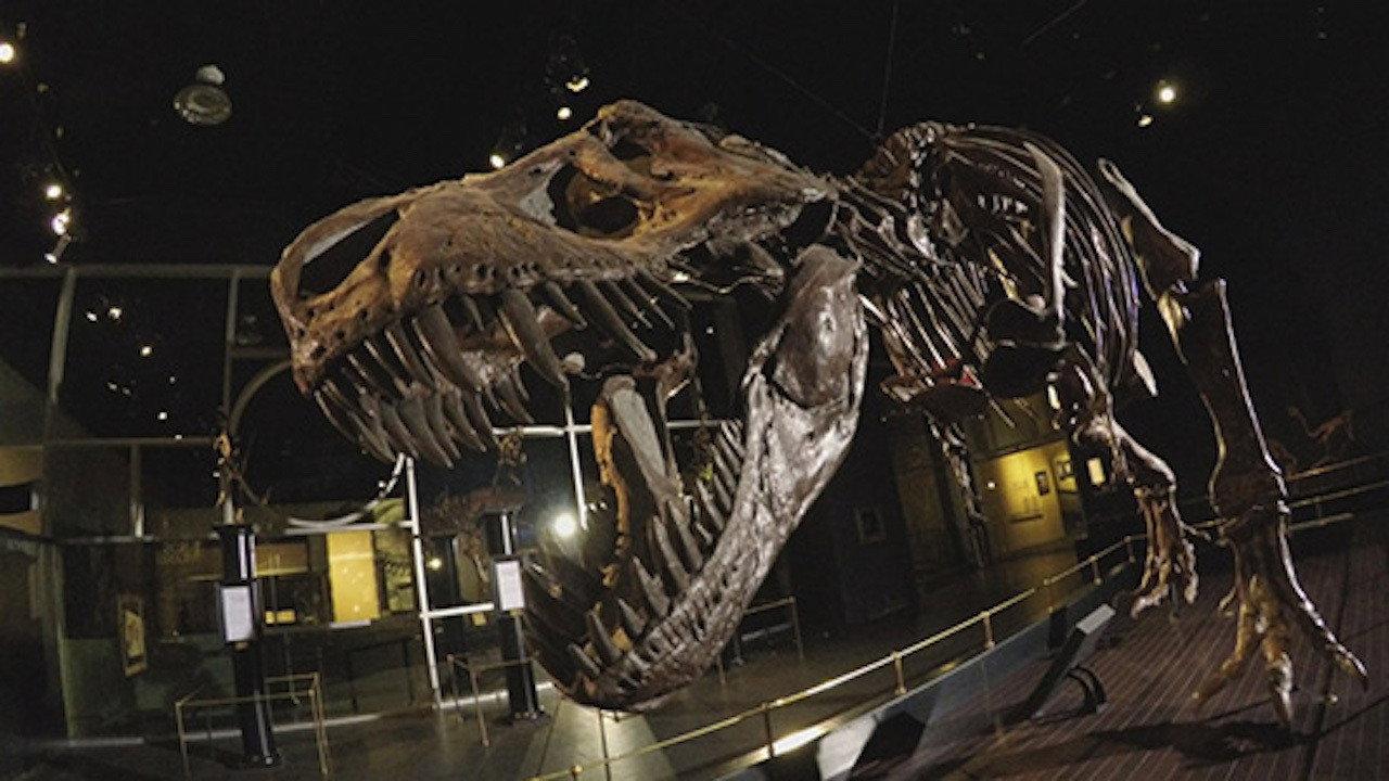 Dinosaur Extinction: Behind the Asteroid Impact Theory 2016 movie scene