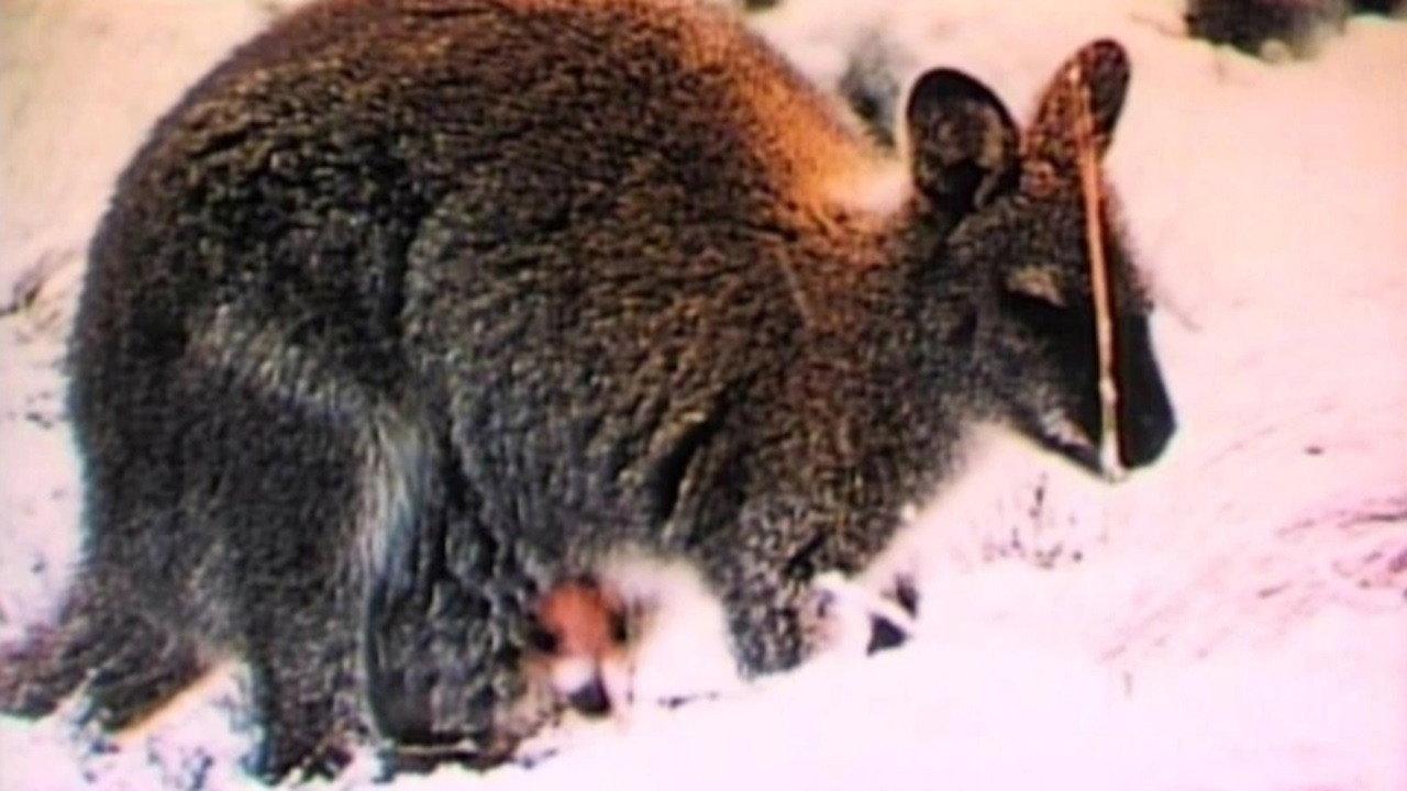 Nature's Strangest Creatures 1959 movie scene